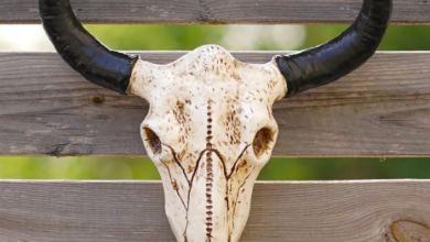 Cow Skull