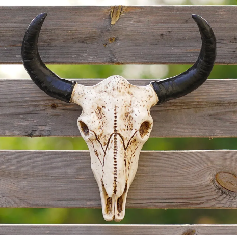 Cow Skull