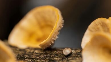 dataset reference structuring log