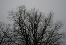 numeric governance structuring outline